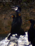 Great Cormorant: <i>Phalacrocorax carbo</i>, Walter F. George Dam (digiscoped at 60X)