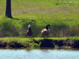 blue-phase Snow Goose paired with Canada Goose: Morgan Co., GA