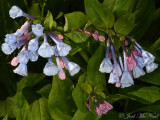 Virginia Bluebells:  <i>Mertensia virginica</i>