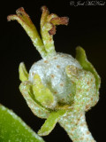 Alabama Croton: female flower