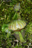 <i>Cephalotus follicularis</i>