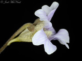 Blueflower Butterwort:  <i>Pinguicula caerulea</i>