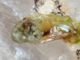 Black-spored Quillwort (<i>Isoetes melanospora</i>): megaspores