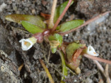 Snorkelwort (<i>Amphianthus pusillus</i>) with basal flowers