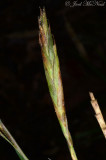 Switch Cane (<i>Arundinaria gigantia tecta</i>) spikelet