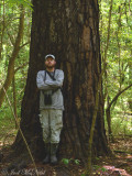 Worlds largest Loblolly Pine (<i>Pinus taeda</i>)