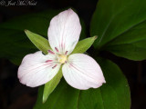 Painted Trillium: <i>Trillium undulatum</i> (barely painted form)