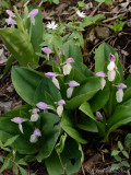 Showy Orchis: <i>Galearis spectabilis</i>