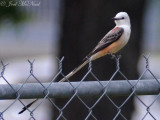 Scissor-tailed Flycatcher (Austin, TX)