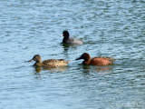 Cinnamon Teal: <i>Anas cyanoptera</i>, pair with American Coot