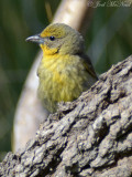 female Hepatic Tanager
