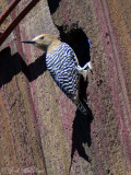 Gila Woodpecker