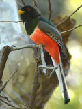 male Elegant Trogon