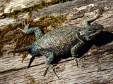 Yarrows Spiny Lizard: <i>Sceloporus jarrovii</i>