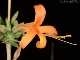 Thurbers Desert Honeysuckle: <i>Anisacanthus thurberi</i>