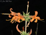 Thurbers Desert Honeysuckle: <i>Anisacanthus thurberi</i>