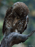 Spotted Owl (Mexican): facepalm