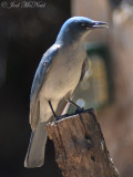 Mexican Jay