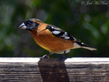 male Black-headed Grosbeak