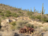 Saguaros and <i>Opuntia santa-rita</i>