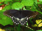 Spicebush Swallowtail: <i>Papilio troilus</i>