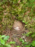 Dark-eyed Junco nest