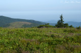 Grays Lily: <i>Lilium grayi</i>, habitat