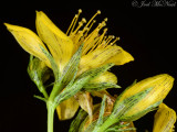 Blue Ridge St.-Johns-wort: <i>Hypericum mitchellianum</i>