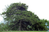 Table Mountain Pine: <i>Pinus pungens</i>