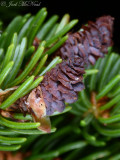Red Spruce: <i>Picea rubens</i>, early-stage female strobili