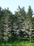<i>Usnea</i> lichens on lower fir branches