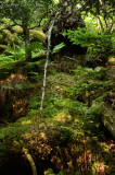 Understory of spruce/fir forest