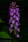 Small Purple Fringed Orchid: <i>Platanthera psycodes</i>