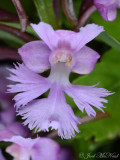 Small Purple Fringed Orchid: <i>Platanthera psycodes</i>