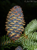 Fraser Fir: <i>Abies fraseri</i>, maturing female cone