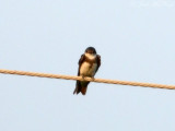 Bank Swallow