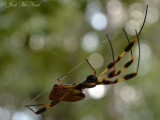 Golden Silk Spider (Harris Neck NWR)