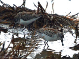 Western Sandpipers- Brandon Farm Rd.