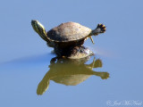 Ballerina Turtle