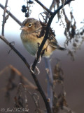 Grasshopper Sparrow: Sam Smith Park, Bartow Co., GA