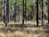 Longleaf Pine/Wiregrass Savanna: Silver Lake WMA, Decatur Co., GA