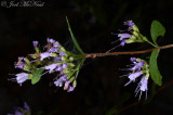 Common Dittany: <i>Cunila oreganoides</i>, Bartow Co., GA