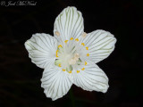 Kidneyleaf Grass-of-Parnassus: <i>Parnassia asarifolia</i>, Bartow Co., GA