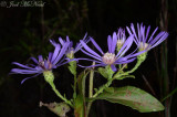 Georgia Aster: <i>Symphyotrichum georgianum</i>, Bartow Co., GA