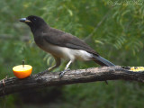 Brown Jay: Salineo, TX