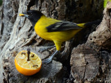 Audubon's Oriole: Salineņo, TX