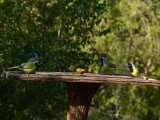 Green Jays: Salineņo, TX