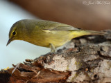 Orange-crowned Warbler: Oreothlypis celata, Salineņo, TX