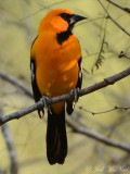 Altamira Oriole: Salineņo, TX