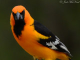 Altamira Oriole: Salineo, TX